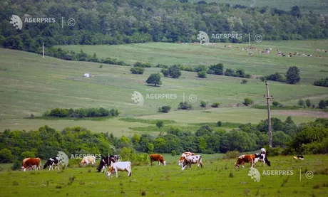 Fermieri pășunând pe o pajiște verde, cu animale în fundal.