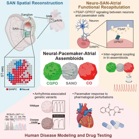 Model in vitro de biopacemaker uman pentru studierea aritmiilor cardiace.