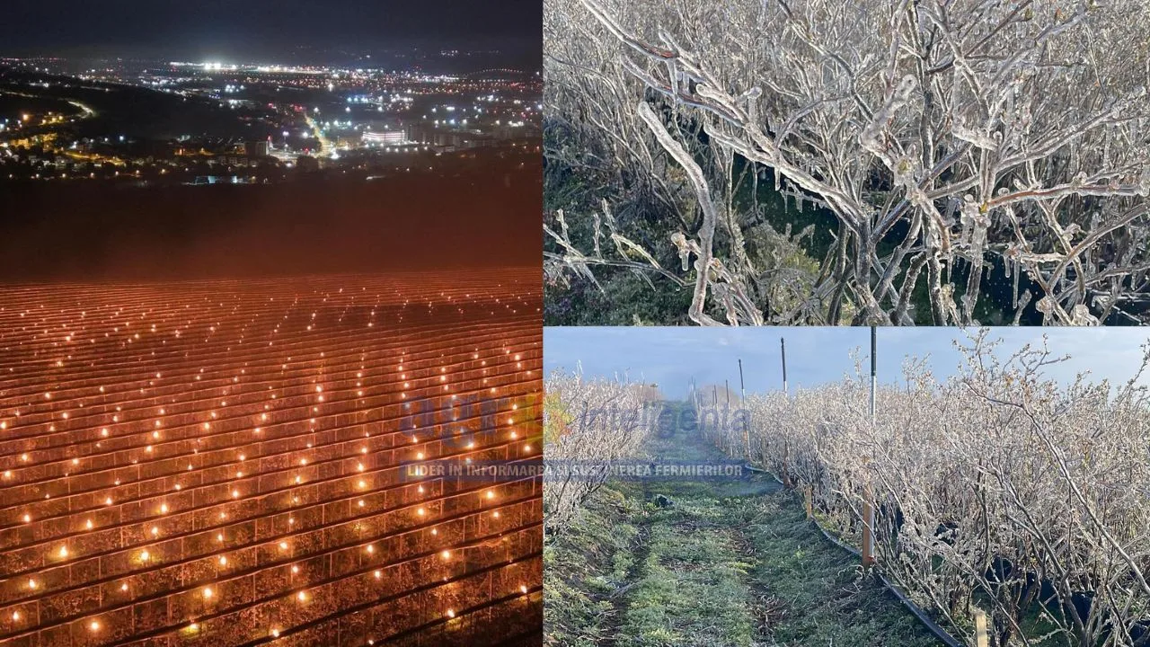 Culturile agricole protejate de îngheț cu lumini și focuri în timpul nopții.