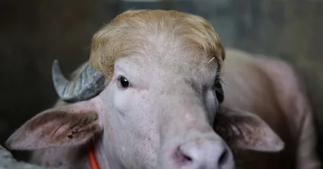 Bivol albinos cu blană deschisă, atracție în Bangladesh înainte de Eid.
