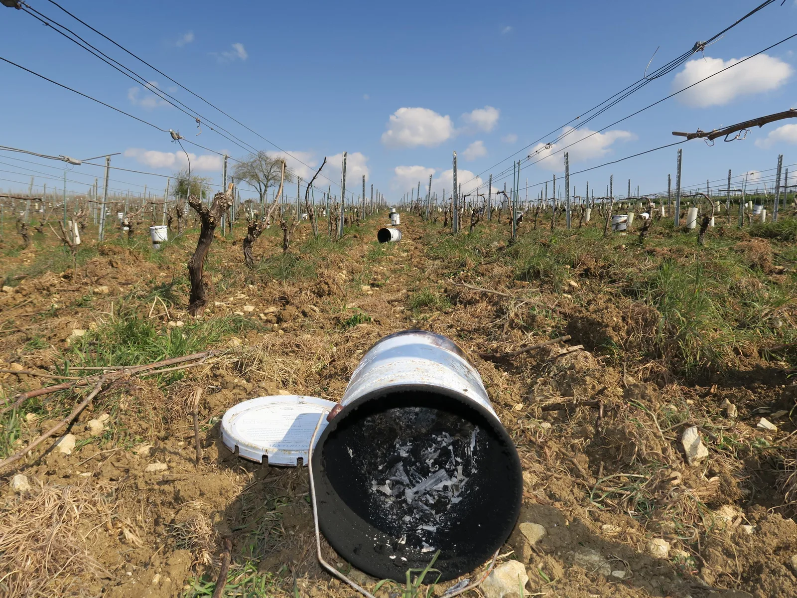 Viile afectate de frig, cu lumânări antiîngheț aprinse pentru protecția culturilor.