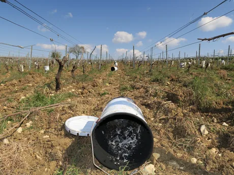 Viile afectate de frig, cu lumânări antiîngheț aprinse pentru protecția culturilor.