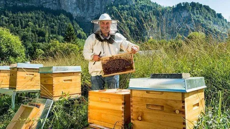 Apicultor în natură, cu stupi și rame pline de miere.