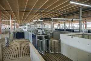 Interiorul unei ferme moderne de porci din Maramureș, cu hale bine amenajate.