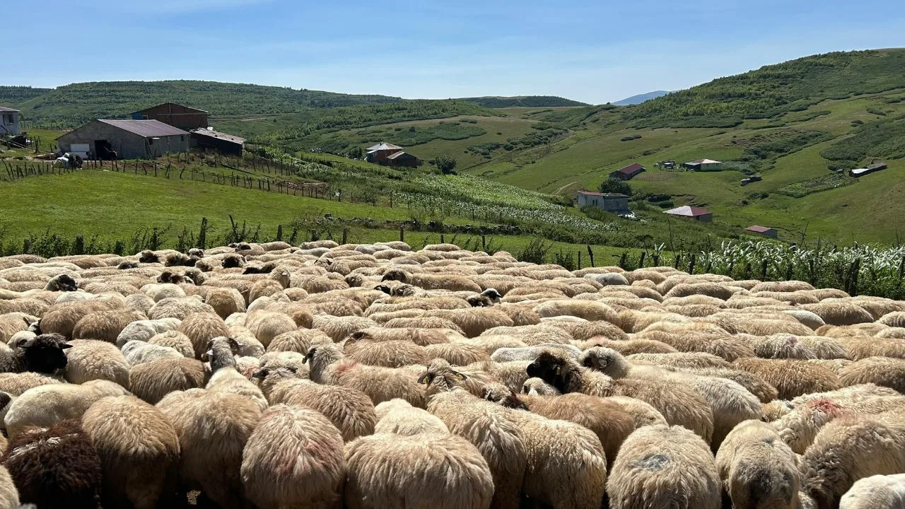 Turmă de oi pe un câmp verde, cu case la distanță.