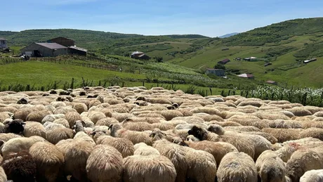 Turmă de oi pe un câmp verde, cu case la distanță.