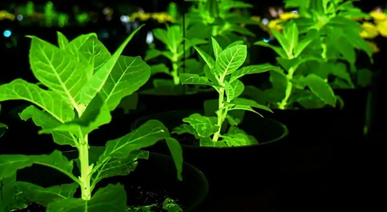 Plante bioluminiscente care emit lumină naturală în întuneric.