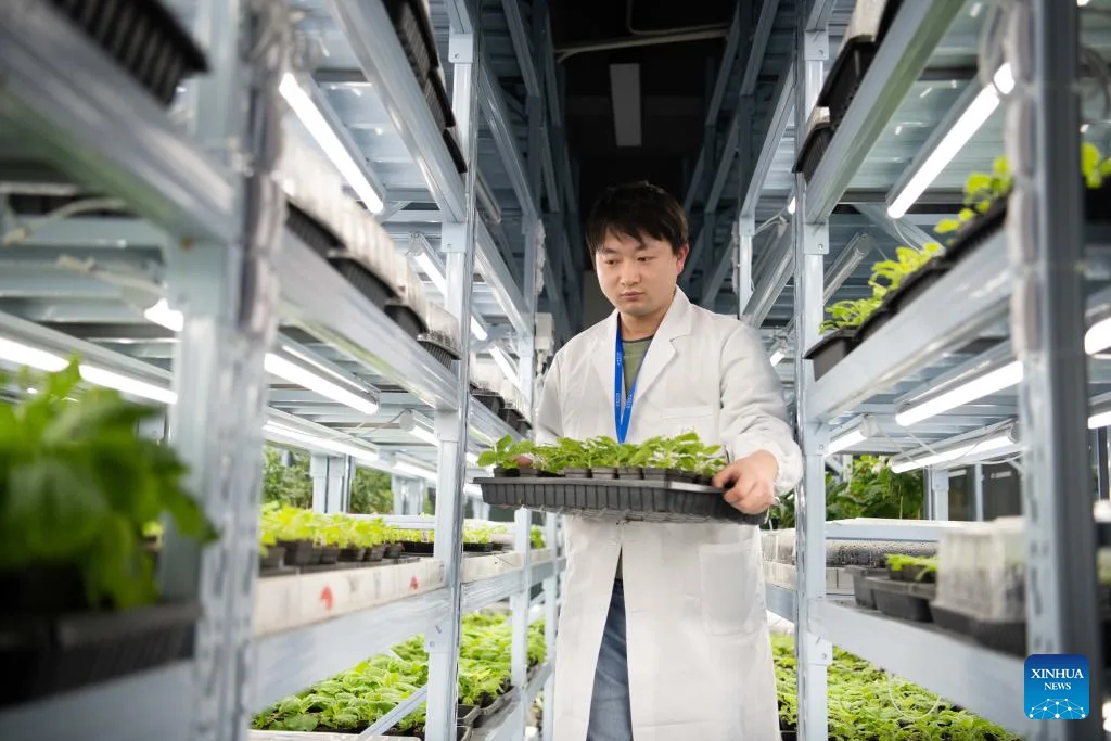 Cercetător cu plante bioluminiscente în laboratorul de inginerie genetică.