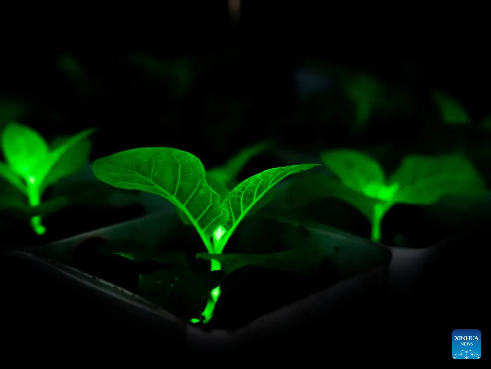 Plante bioluminiscente strălucind în întuneric, evocând peisaje fantastice.