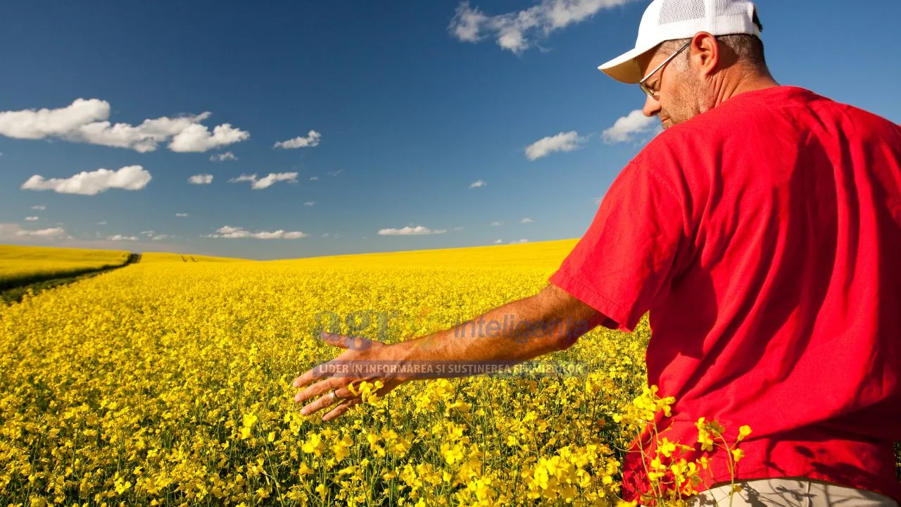 Fermier în câmp de rapiță, sub un cer senin, observând recolta.