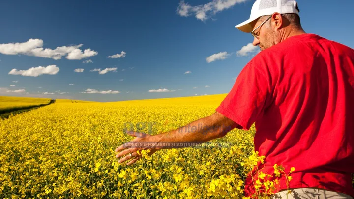 Fermier în câmp de rapiță, sub un cer senin, observând recolta.