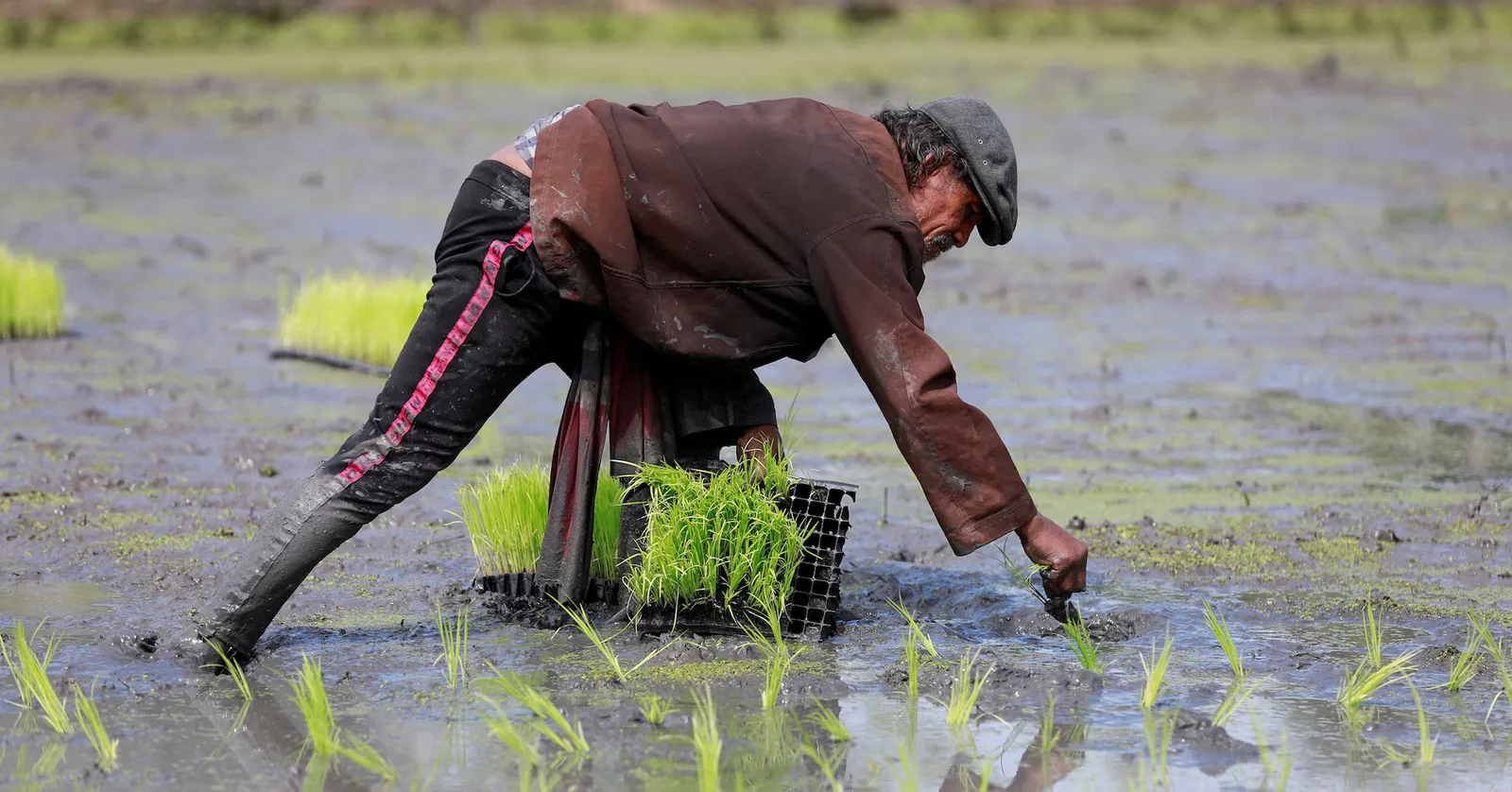 Fermier cultivând orez într-un câmp inundat, în condiții dificile.