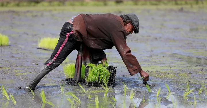 Fermier cultivând orez într-un câmp inundat, în condiții dificile.