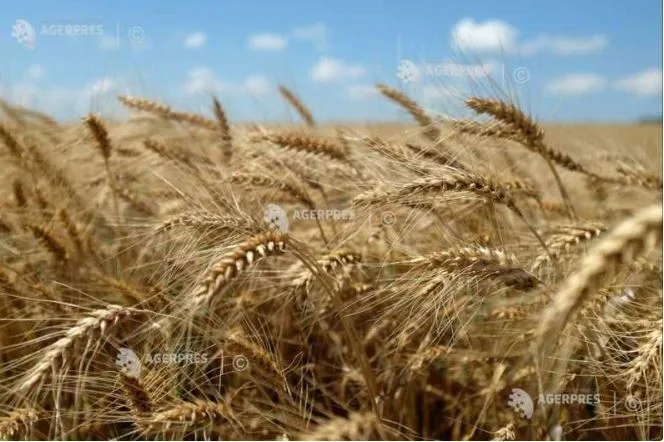 Câmp de grâu auriu sub un cer senin, simbol al recoltei poloneze.