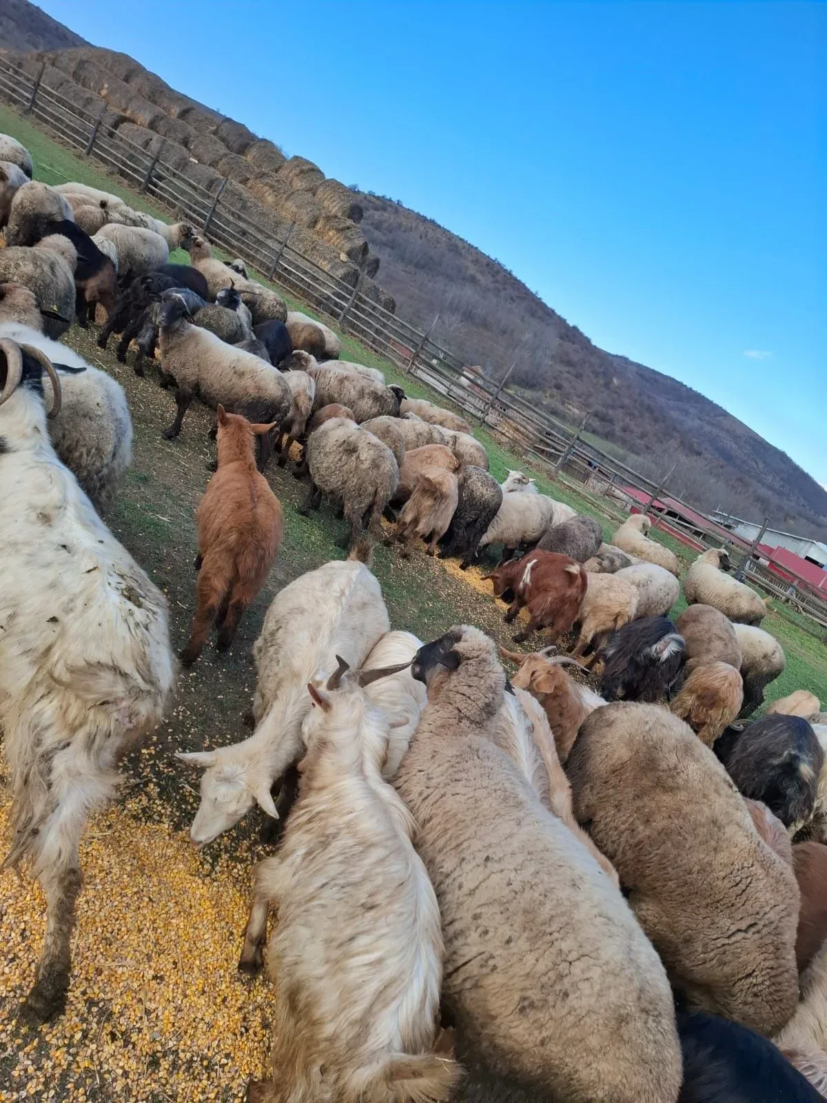 Ovine păscând pe un câmp, cu munți în fundal, într-un peisaj rural românesc.