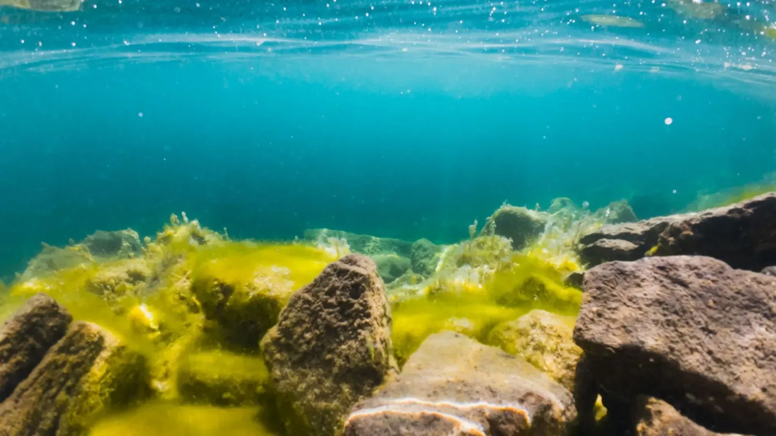 Fundul oceanului cu roci și alge, explorat pentru minerale rare.