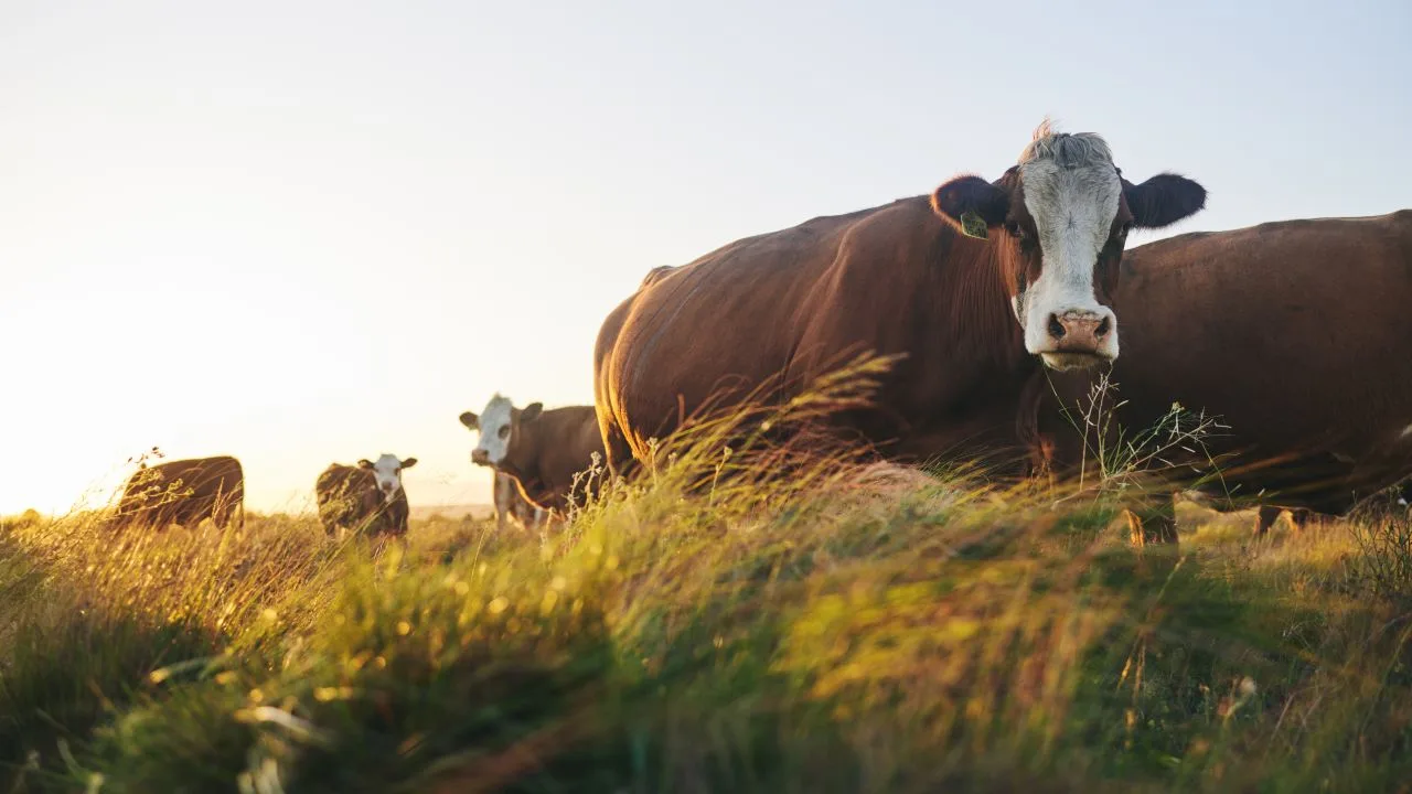 Bovine pășunând pe un câmp verde la apus.