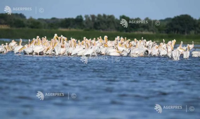 Păsări pelicani în Delta Dunării, într-un peisaj natural deosebit.