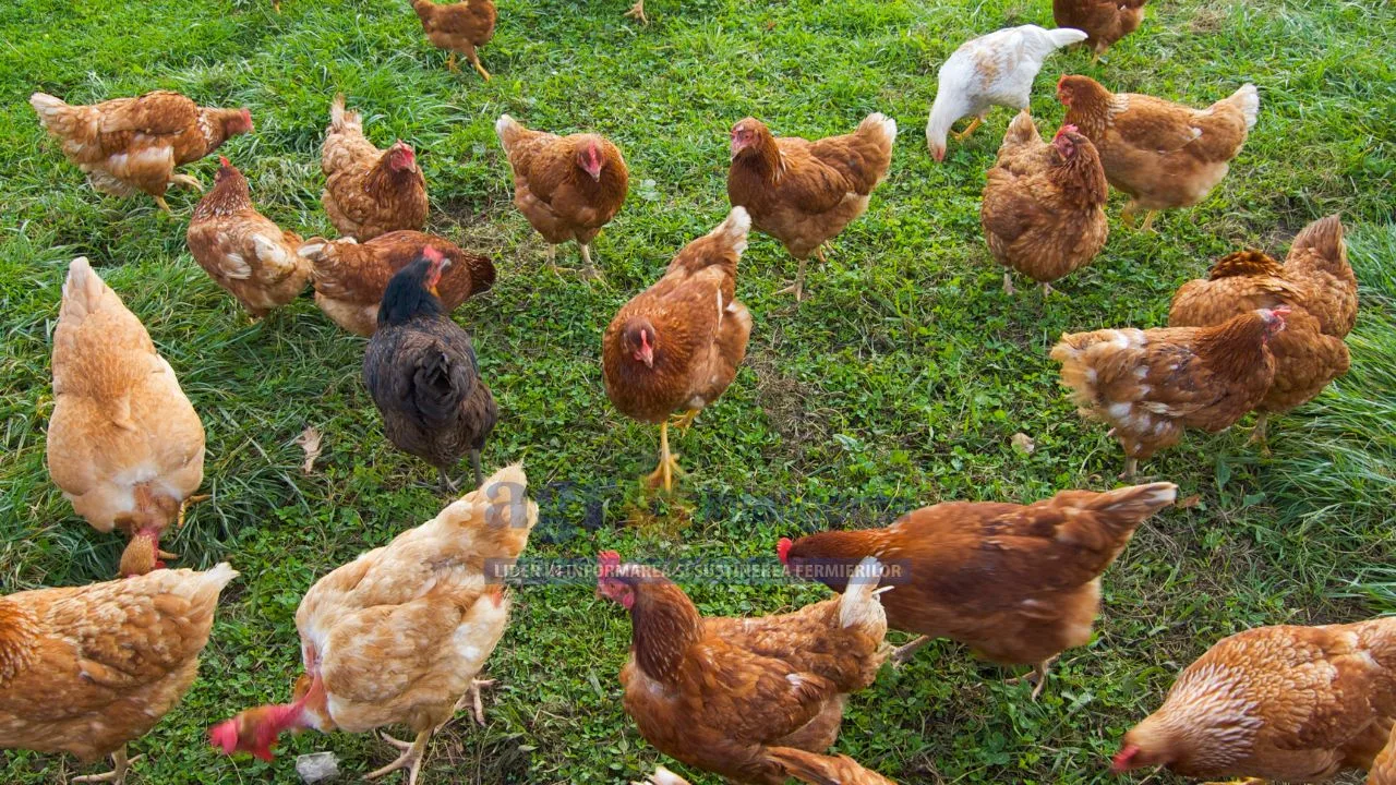 Păsări de curte pe o pajiște verde, în căutare de hrană.