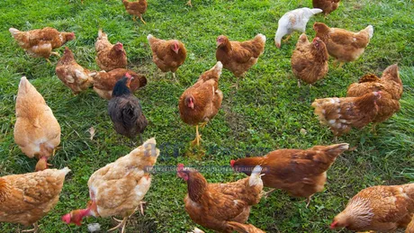 Păsări de curte pe o pajiște verde, în căutare de hrană.