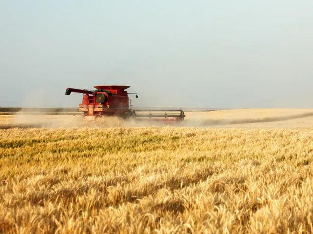 O combină agricolă lucrează pe un câmp de cereale aurii sub un cer senin.