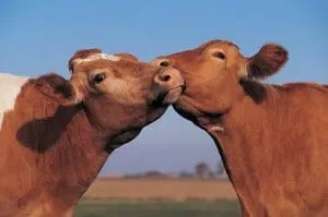 Două vaci se ating cu boturile într-un peisaj rural.