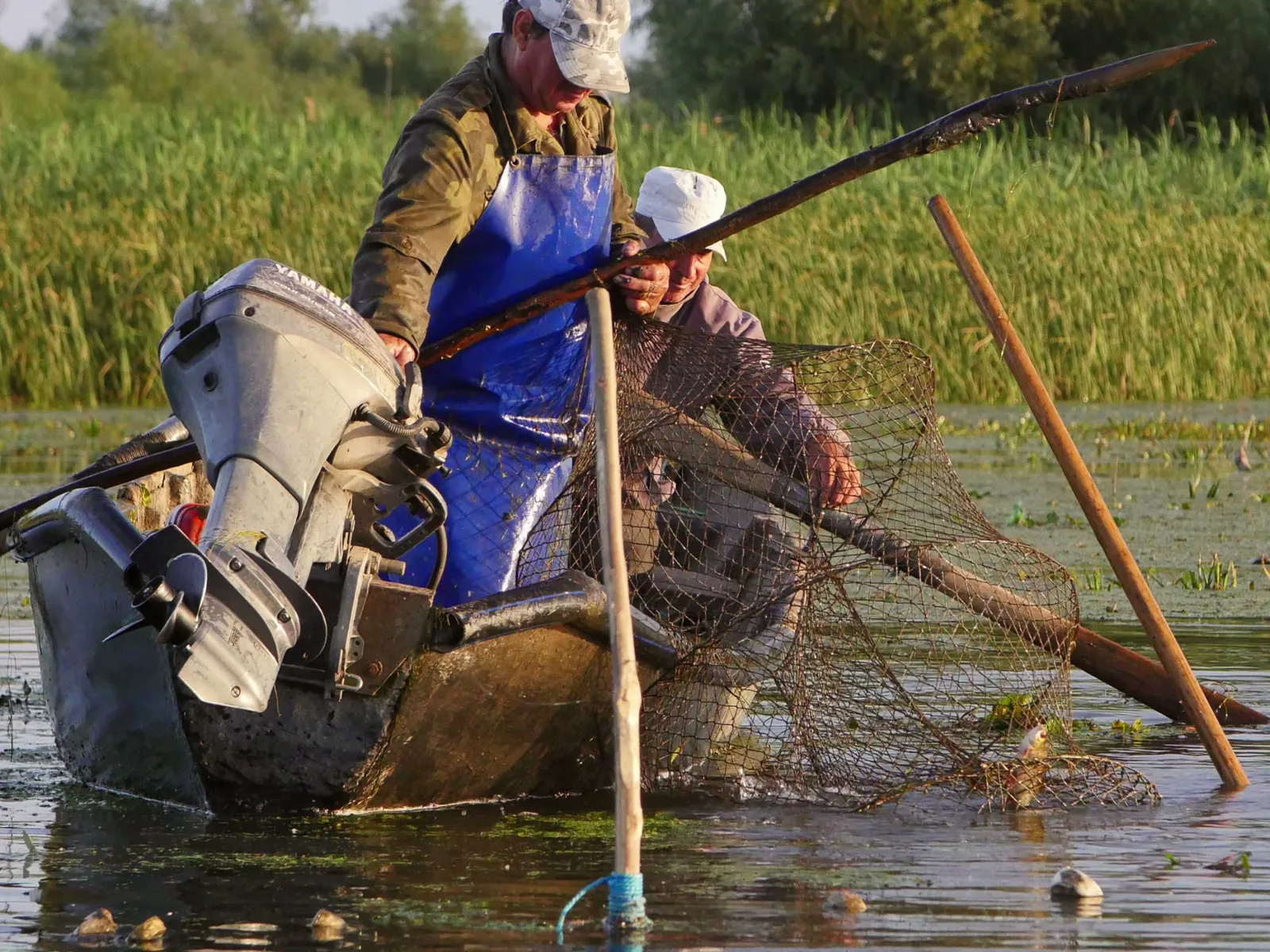 Pescari în Delta Dunării, lucrând la capturarea peștilor.