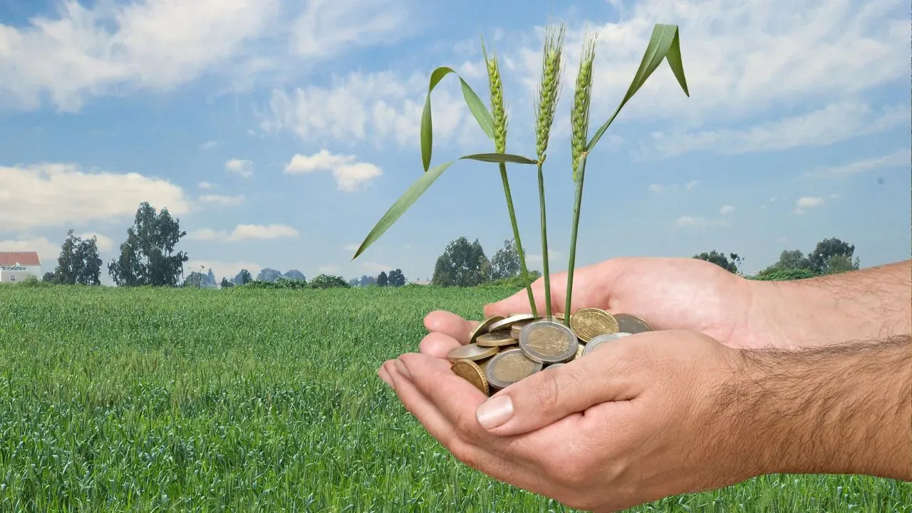 Mână care susține plante de grâu și monede pe câmp verde.