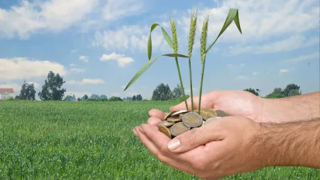Mână care susține plante de grâu și monede pe câmp verde.