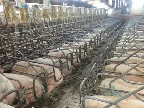 Ferme de porci afectate de prețuri scăzute și pierderi financiare.