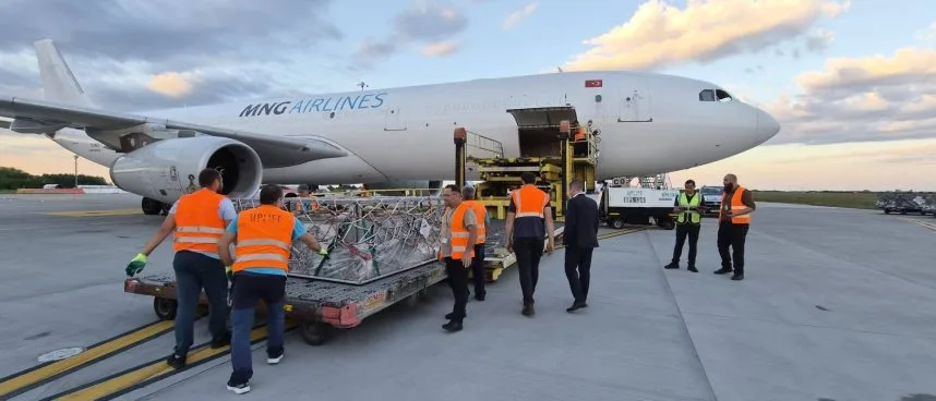 Transport aerian de ovine românești către Algeria, eficiență și rapiditate în livrare.