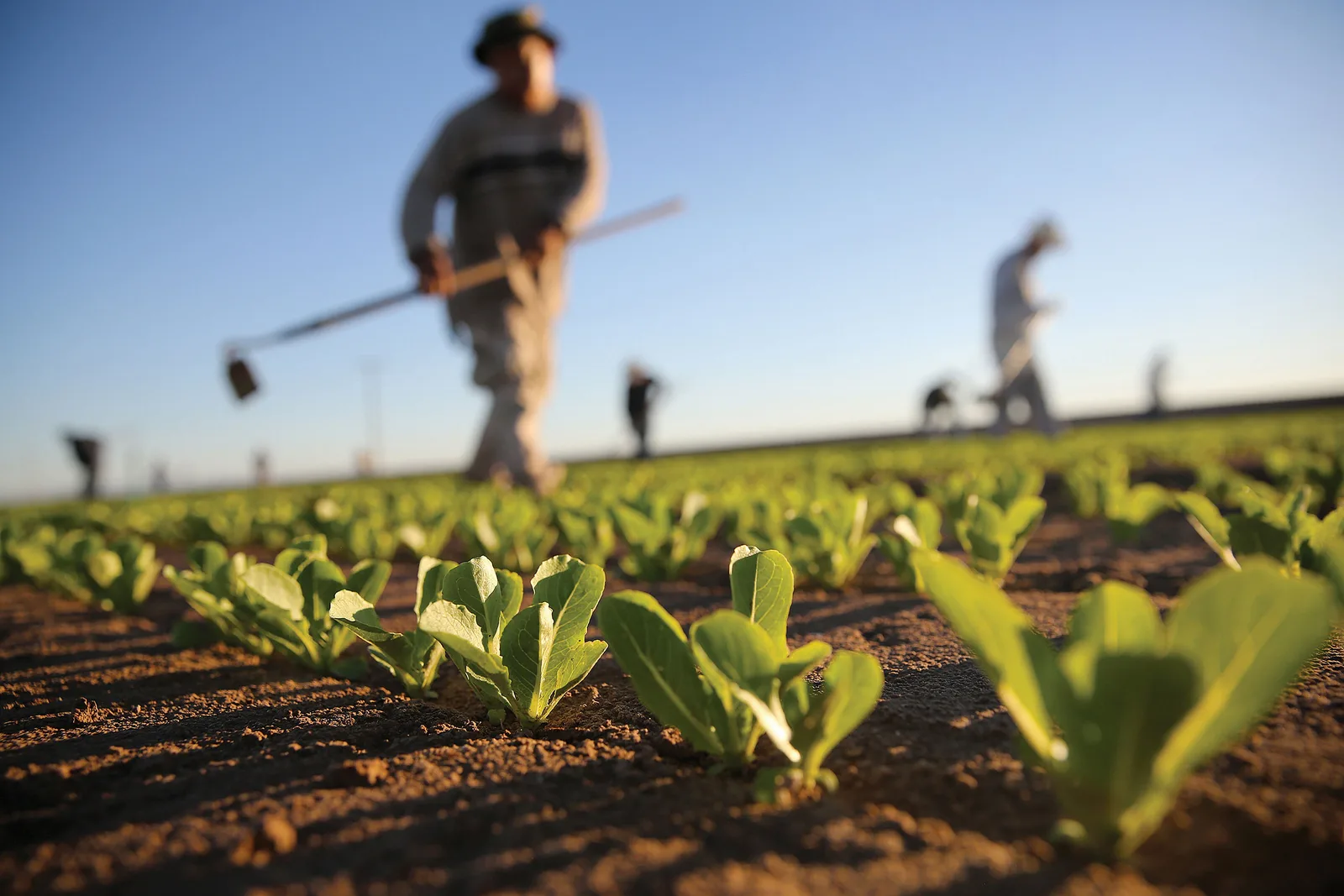 Operatori agricoli lucrând în câmp, sub soare, cu plante verzi în prim-plan.