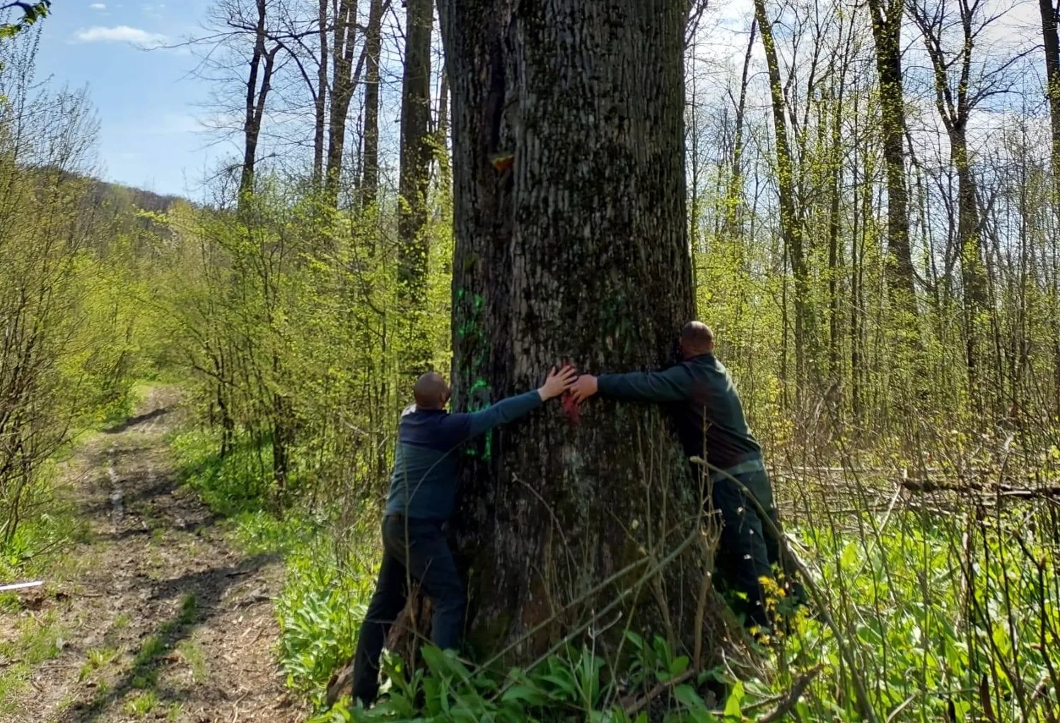 Doi oameni îmbrățișează un copac secular în pădurea din Iași.
