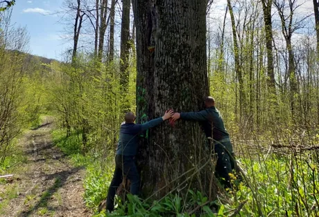 Doi oameni îmbrățișează un copac secular în pădurea din Iași.