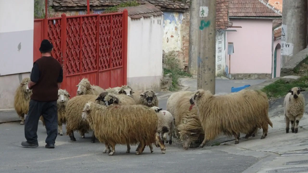 Oieri din Sibiu conduc turme de ovine pe o stradă dintr-un sat.