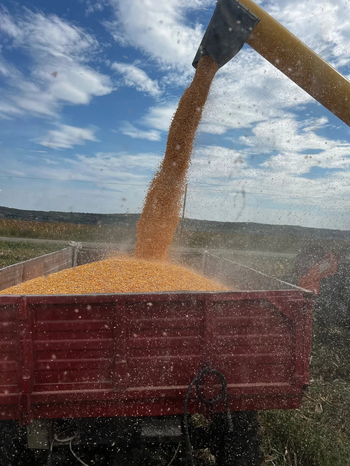 Grâu și porumb recoltate pe câmpuri din România