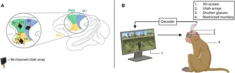 Maimuțe controlând un avatar în realitate virtuală prin gânduri.