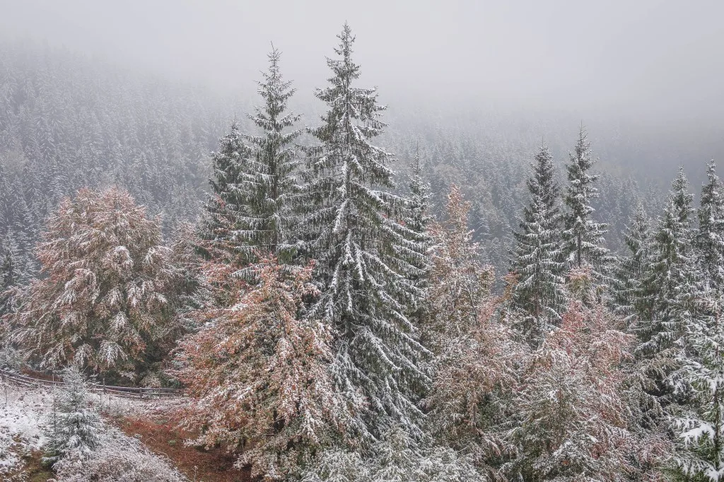 Peisaj montan acoperit cu zăpadă, cu copaci verzi și arbuști colorate.