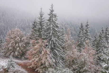 Peisaj montan acoperit cu zăpadă, cu copaci verzi și arbuști colorate.
