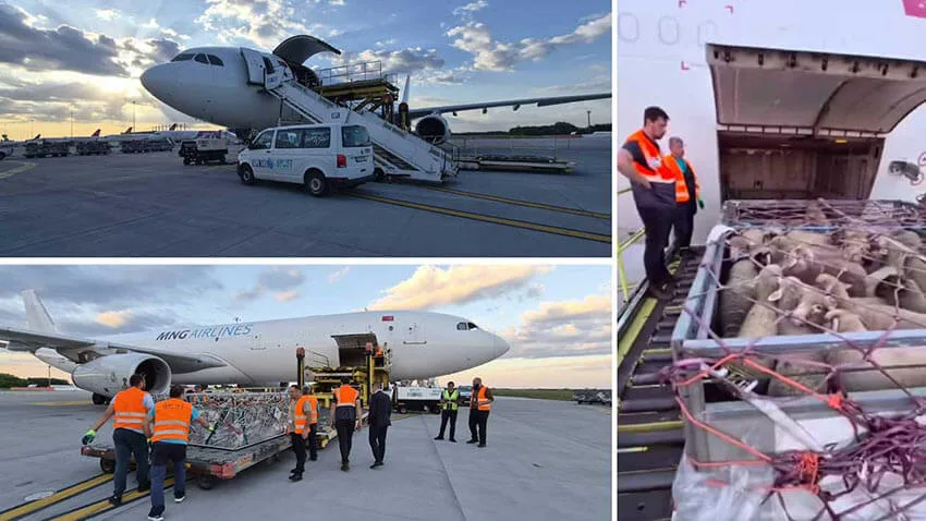 Transport aerian de ovine din România către Algeria, eficiență și calitate superioară.