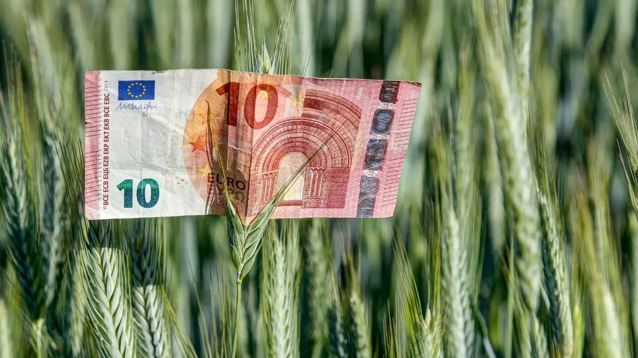Bancnotă de 10 euro plasată printre spice de grâu verde.