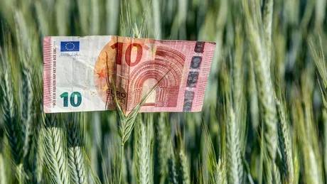 Bancnotă de 10 euro plasată printre spice de grâu verde.