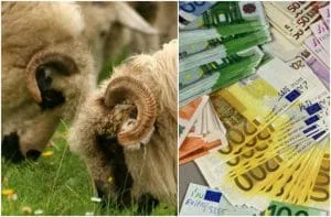 Crescători de ovine din Vaslui primesc sprijin financiar important.