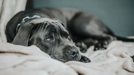Câine bolnav odihnindu-se pe o pătură moale.
